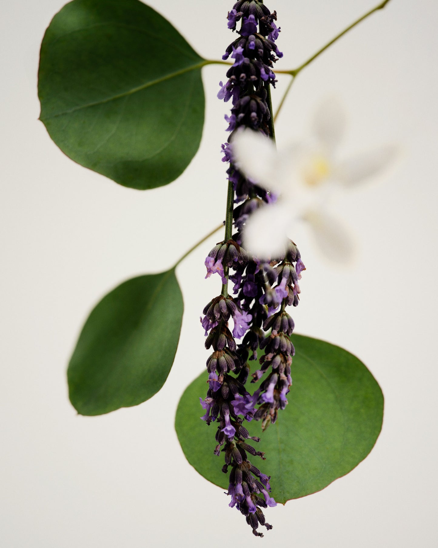 Maison Louis Marie | Antidris/Lavender Candle